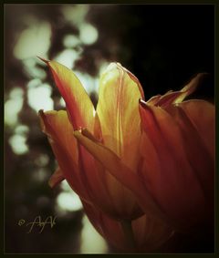 #tulip #flower #spring #natur #garden
:) I wish all PA-friends a beautiful evening. :))