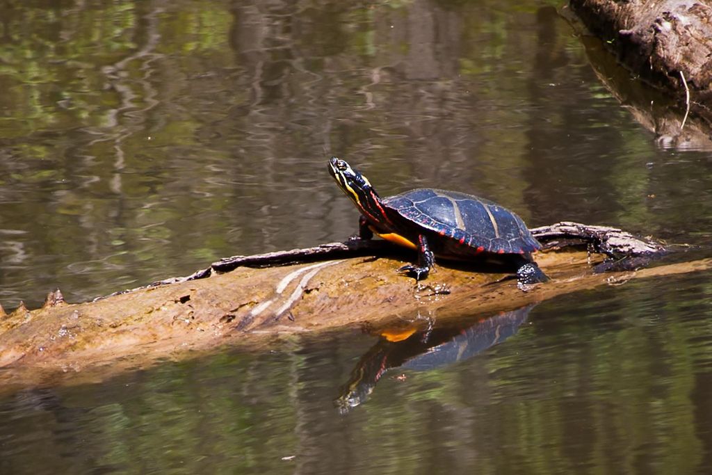 reflections photography